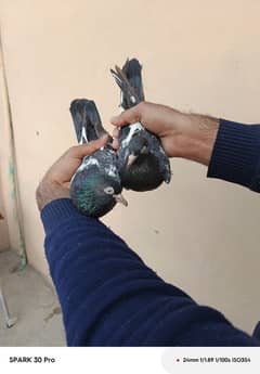 Tady kabutar | Royal Tady | Pigeon | کبوتر | Pigeon For Sale