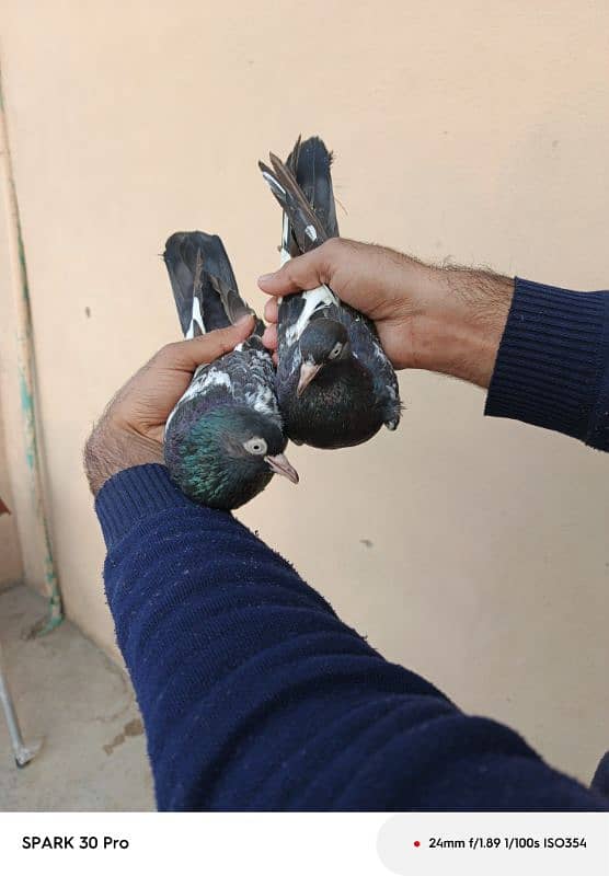 Tady kabutar | Royal Tady | Pigeon | کبوتر | Pigeon For Sale 0