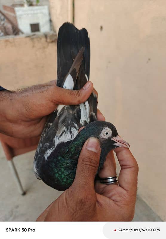 Tady kabutar | Royal Tady | Pigeon | کبوتر | Pigeon For Sale 1