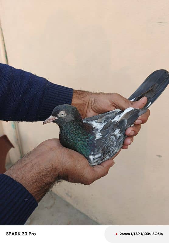 Tady kabutar | Royal Tady | Pigeon | کبوتر | Pigeon For Sale 2