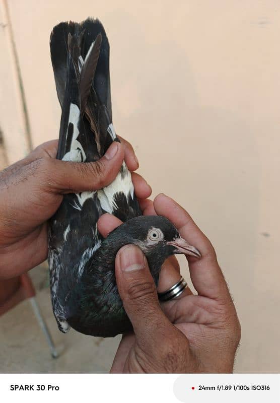 Tady kabutar | Royal Tady | Pigeon | کبوتر | Pigeon For Sale 3