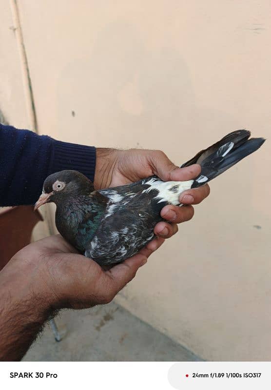 Tady kabutar | Royal Tady | Pigeon | کبوتر | Pigeon For Sale 4