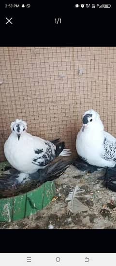 fancy pigeons