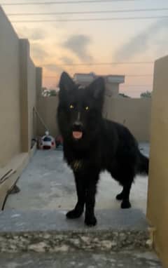 Black German Shepherd