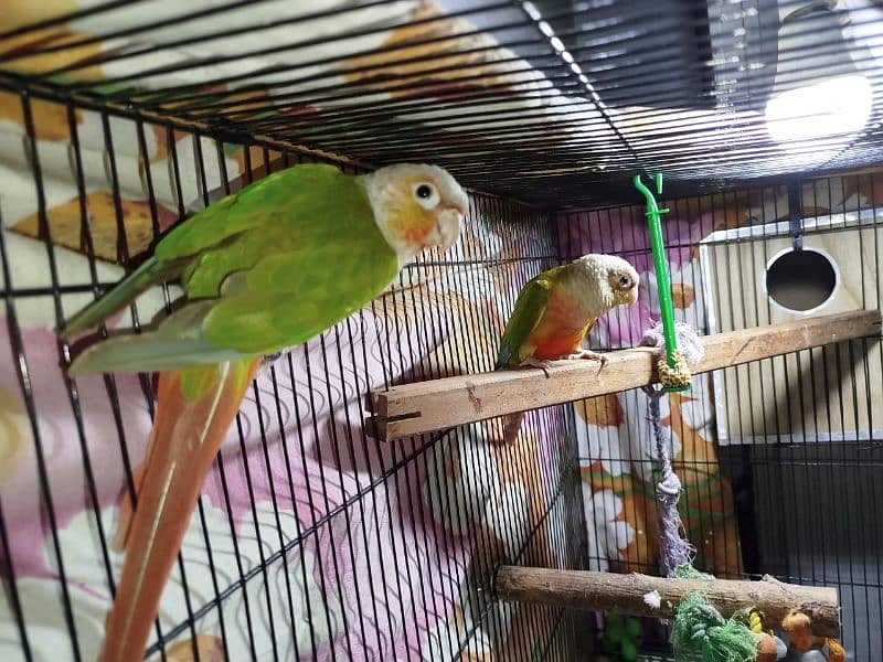 pineapple conure red factor 2