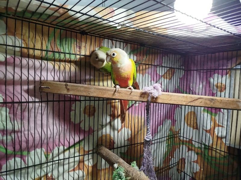 pineapple conure red factor 3