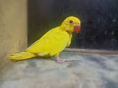 yellow ring neck chick for sale