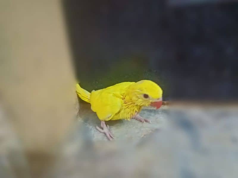 yellow ring neck chick for sale 1