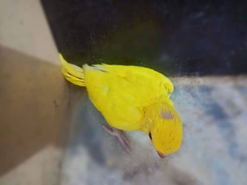 yellow ring neck chick for sale 2