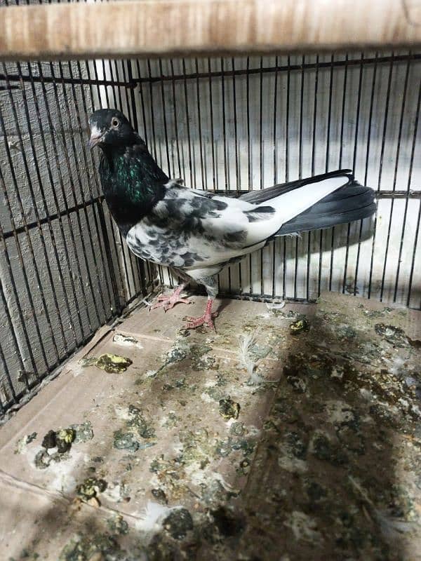 white rosters murgay kabootar taddy pigeon 3