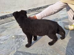 black German sheperd pupps available for sell . . 03420097803. . wtsp