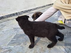 pure Gsd black pupps available for sell . . 03420097803. . wtsp