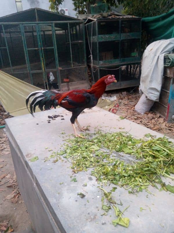 aseel breeder for sale 2