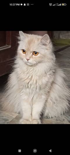 Semi Punch Persian cat