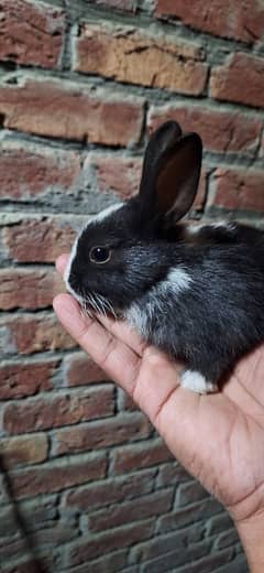 Rabbit baby