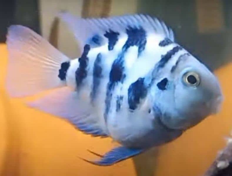 polar blue white color ma fish ha 0