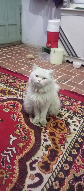 Persian cat 0