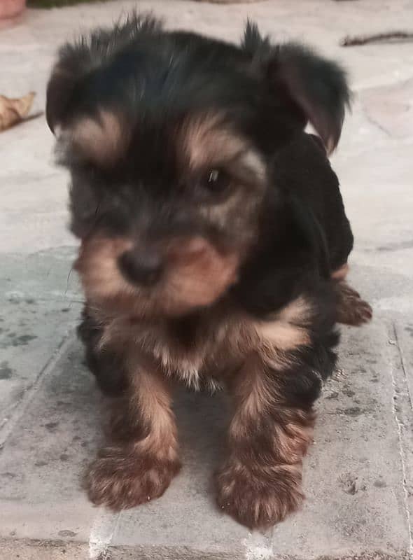 Yorkshire Terrier puppies | imparted Puppy | Yorkshire Dog | Dog 7