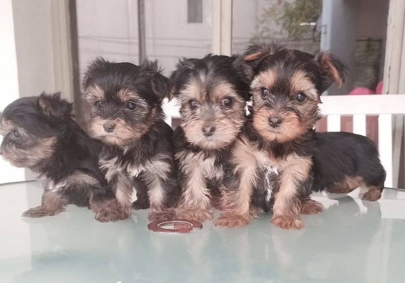 Yorkshire Terrier puppies | imparted Puppy | Yorkshire Dog | Dog 1