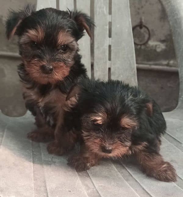 Yorkshire Terrier puppies | imparted Puppy | Yorkshire Dog | Dog 3