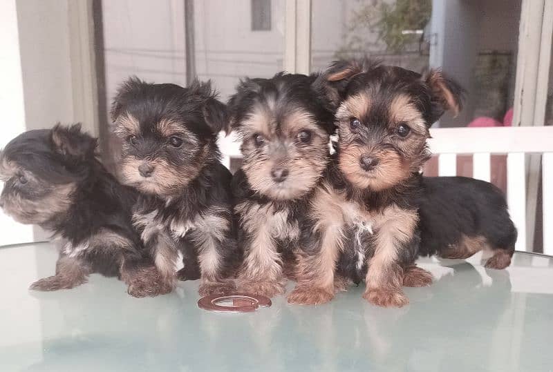 Yorkshire Terrier puppies | imparted Puppy | Yorkshire Dog | Dog 4