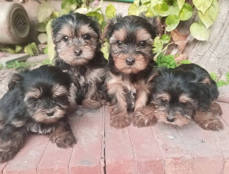 Yorkshire Terrier puppies | imparted Puppy | Yorkshire Dog | Dog 5