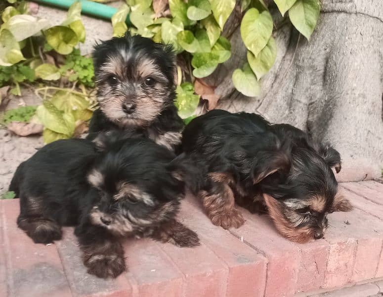 Yorkshire Terrier puppies | imparted Puppy | Yorkshire Dog | Dog 6