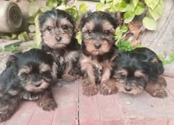 Yorkshire Terrier puppies | imparted Puppy | Yorkshire Dog | Dog