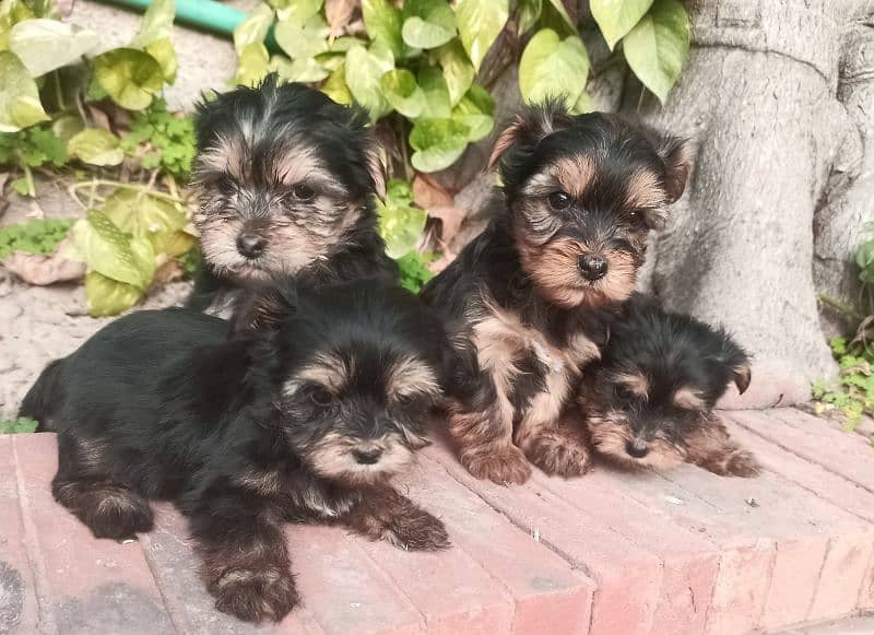 Yorkshire Terrier puppies | imparted Puppy | Yorkshire Dog | Dog 8