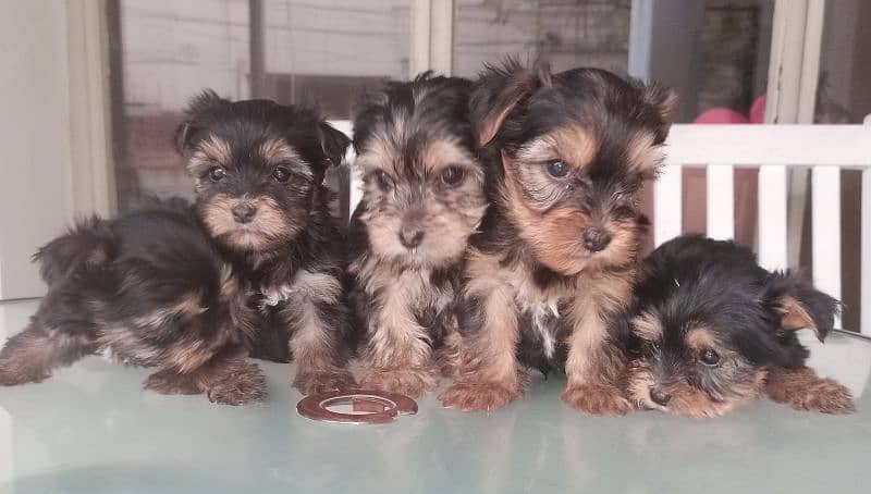 Yorkshire Terrier puppies | imparted Puppy | Yorkshire Dog | Dog 9