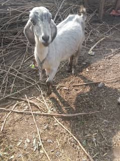 female three month cross