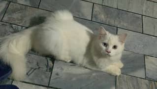 White persian cats pair Male and female for sale