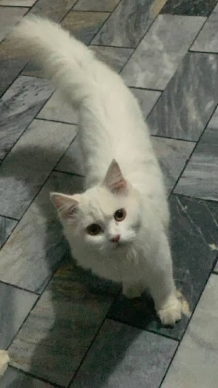 White persian cats pair Male and female for sale 1