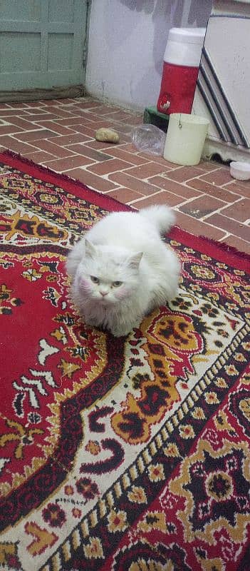 Persian cat 1