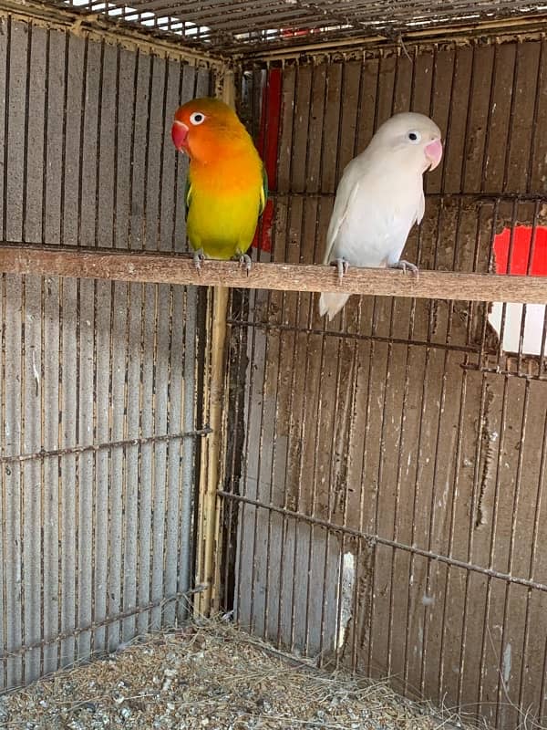 love bird pairs 0