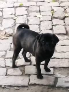 Pug male