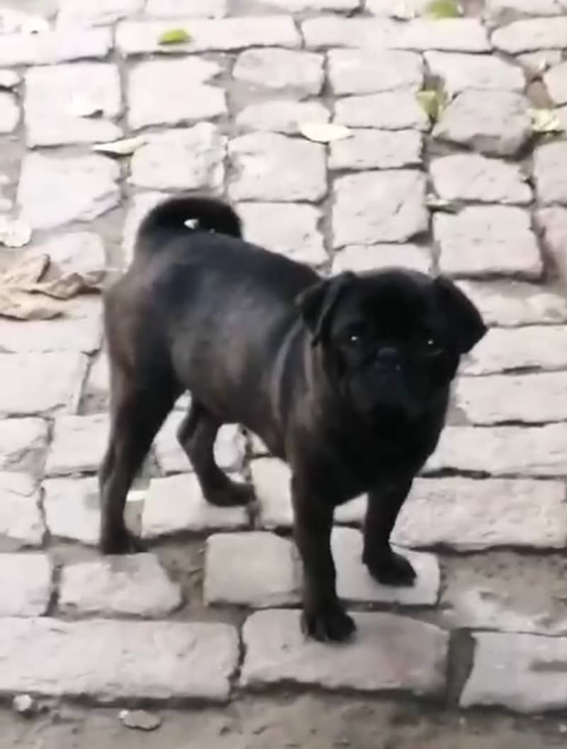 Pug male 0