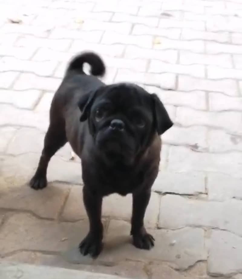 Pug male 1