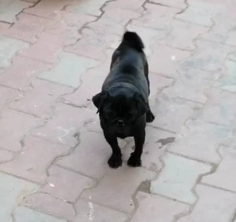 Pug male 2