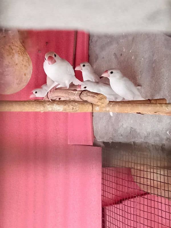 24 white java pathe for sale - Finches - 1096736590