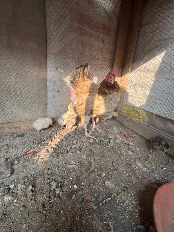 Pure Desi Hen with chick's 2