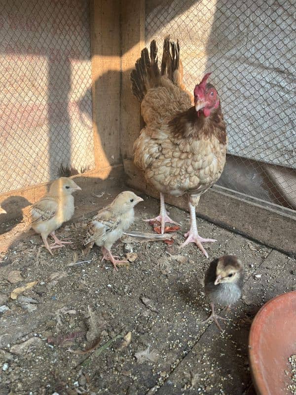 Pure Desi Hen with chick's 3