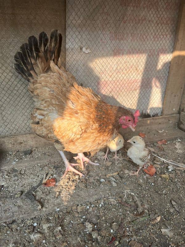 Pure Desi Hen with chick's 5