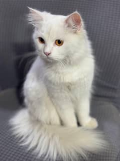 arjnt sell persian cat