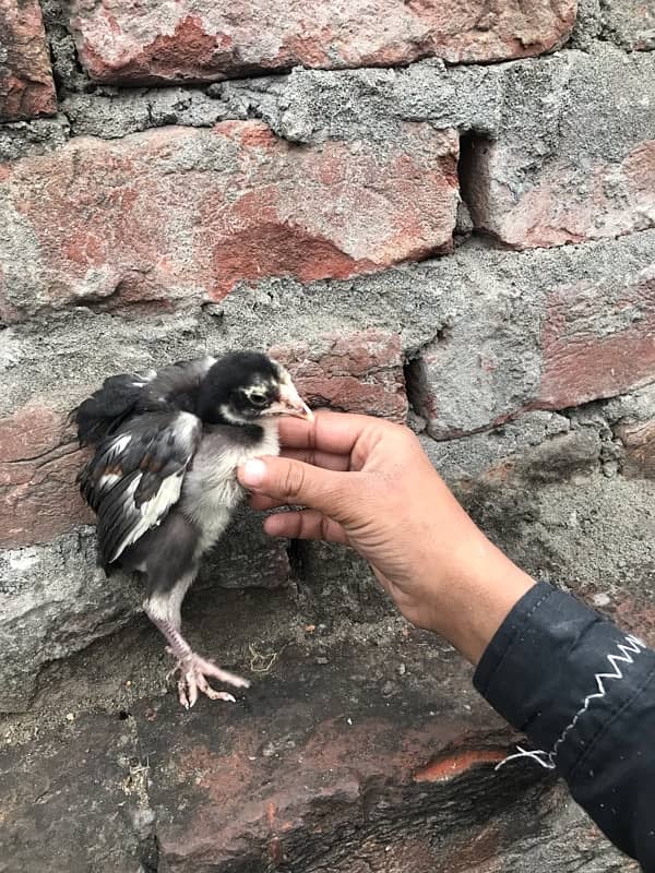 Chicks and hen 4