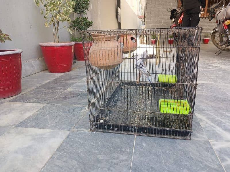 Australian parrots budgie and cage 0