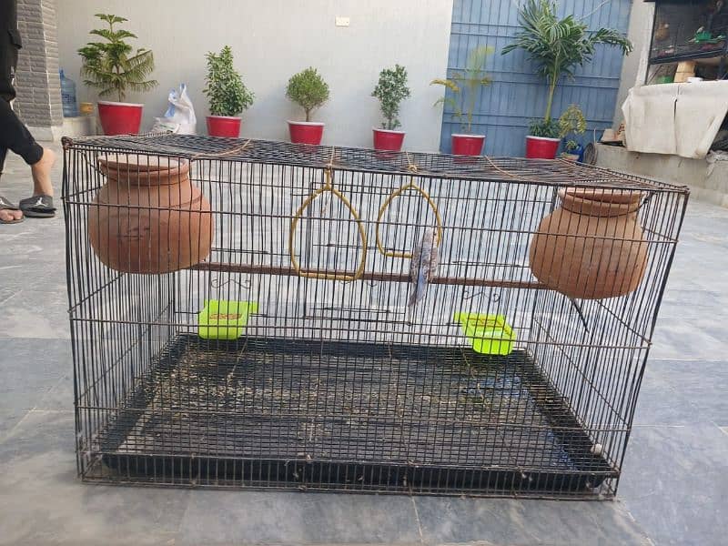 Australian parrots budgie and cage 1