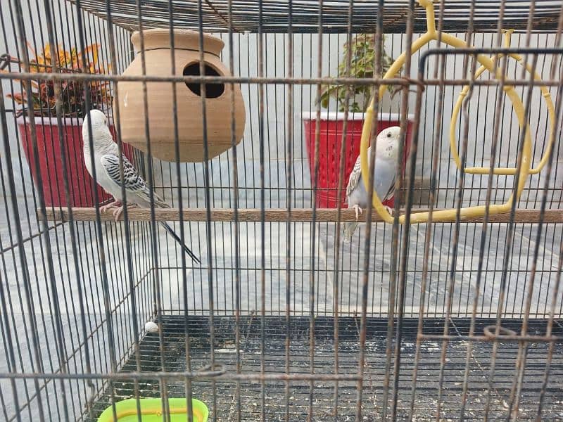 Australian parrots budgie and cage 4