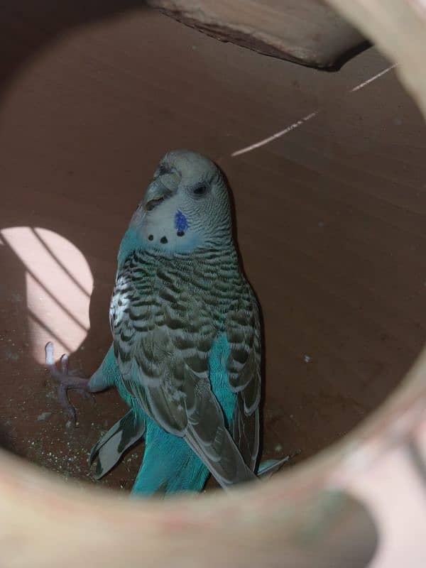 Australian parrots budgie and cage 5