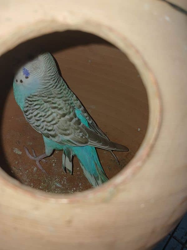 Australian parrots budgie and cage 6